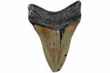 Fossil Megalodon Tooth - North Carolina #223630-2